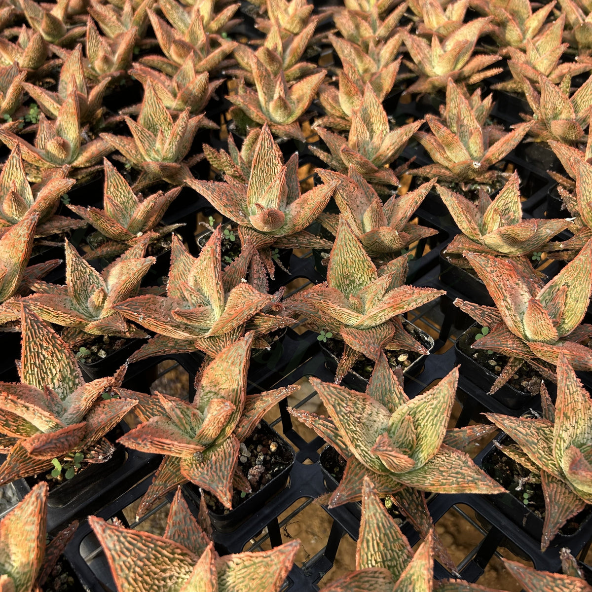 Aloe hybrid
