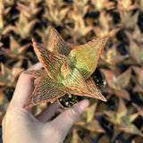 Aloe hybrid