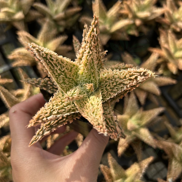 Aloe hybrid