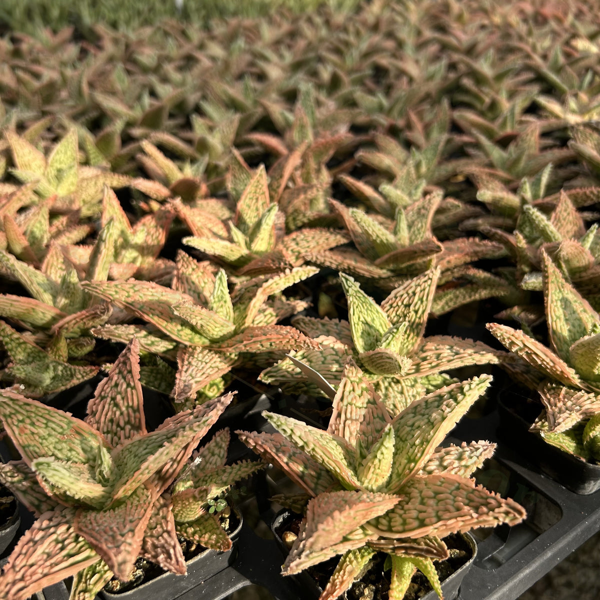 Aloe hybrid