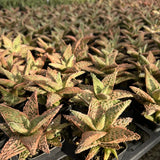 Aloe hybrid