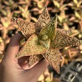 Aloe hybrid