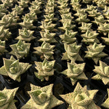 Aloe hybrid