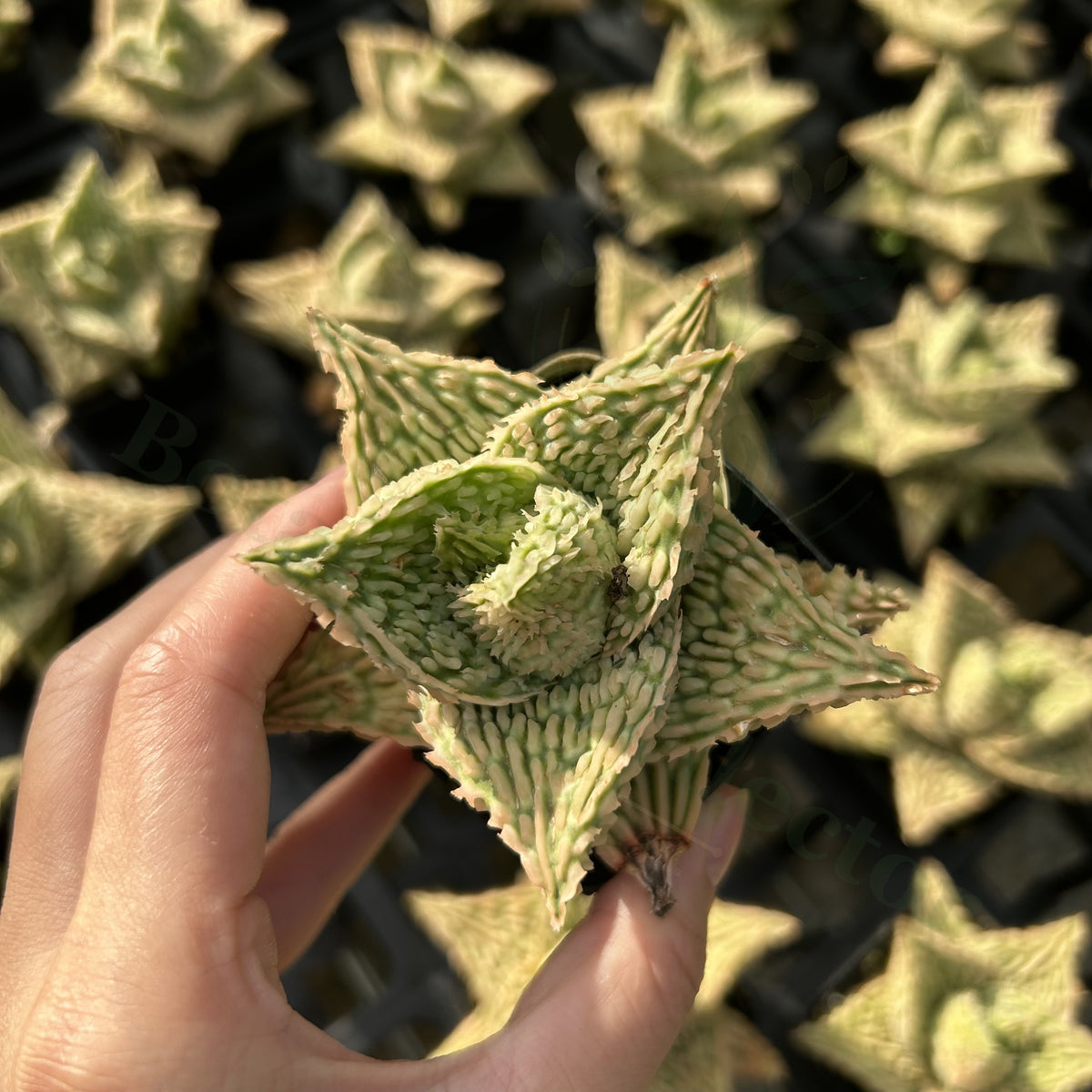 Aloe hybrid
