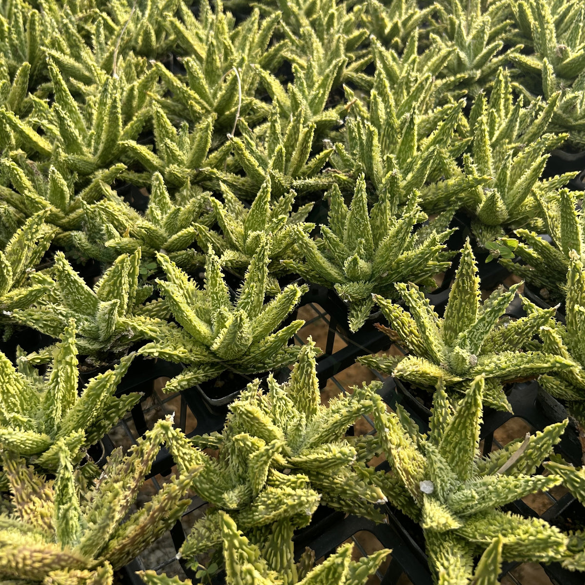 Aloe hybrid