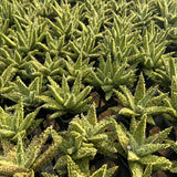 Aloe hybrid