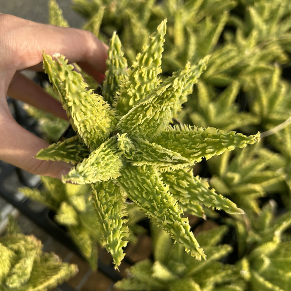 Aloe hybrid