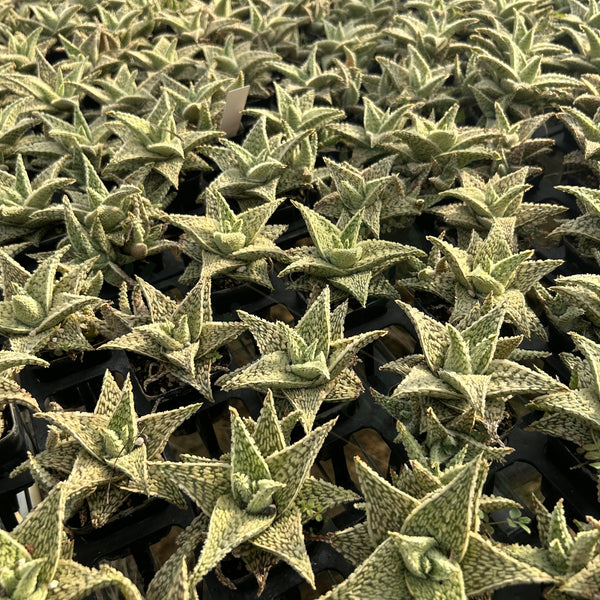 Aloe hybrid