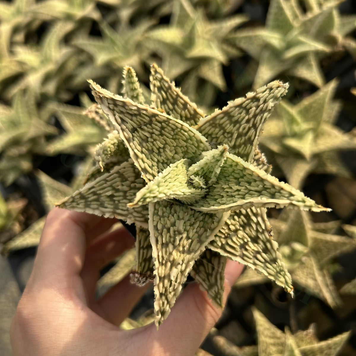 Aloe hybrid