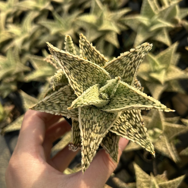 Aloe hybrid
