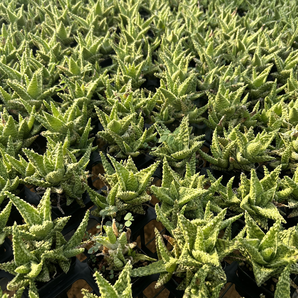 Aloe hybrid