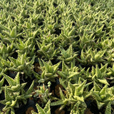 Aloe hybrid