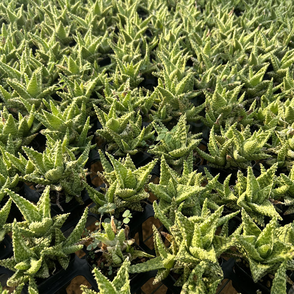 Aloe hybrid