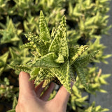 Aloe hybrid