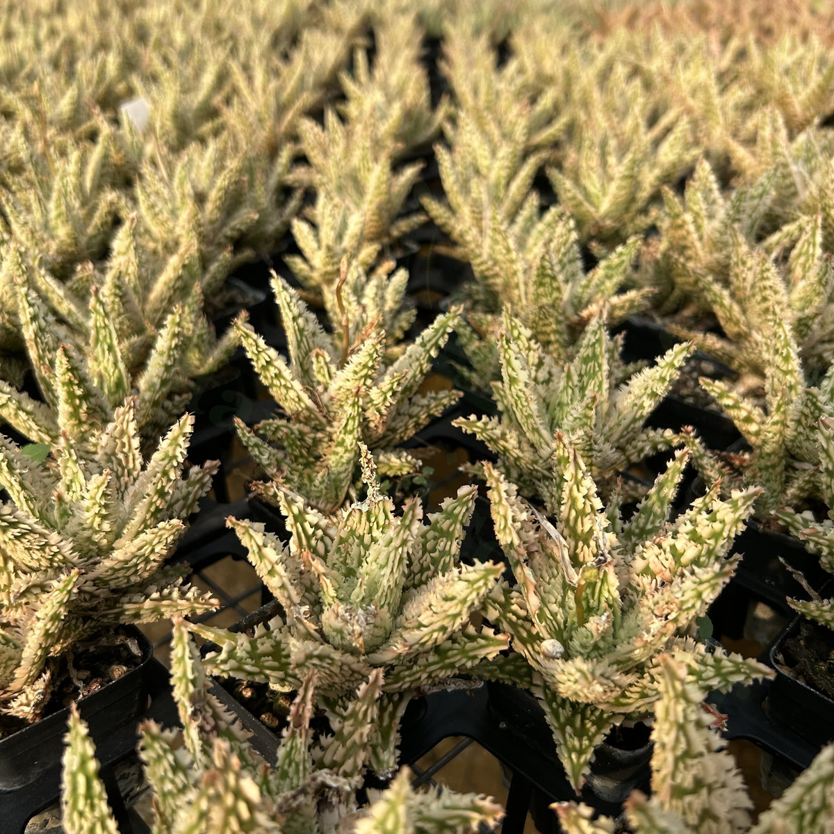 Aloe hybrid