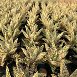 Aloe hybrid