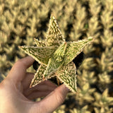 Aloe hybrid