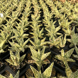 Aloe hybrid