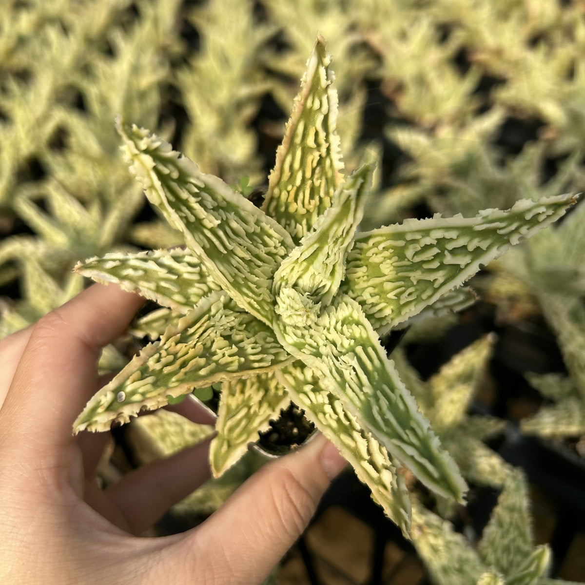 Aloe hybrid