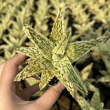 Aloe hybrid