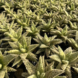 Aloe hybrid
