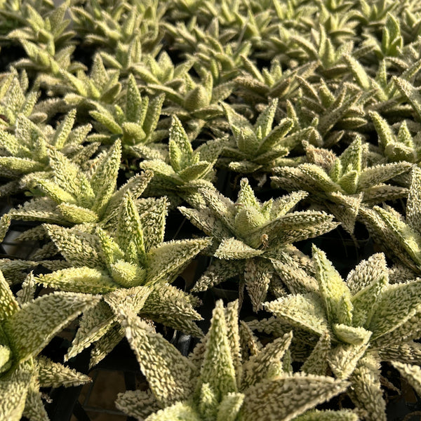 Aloe hybrid