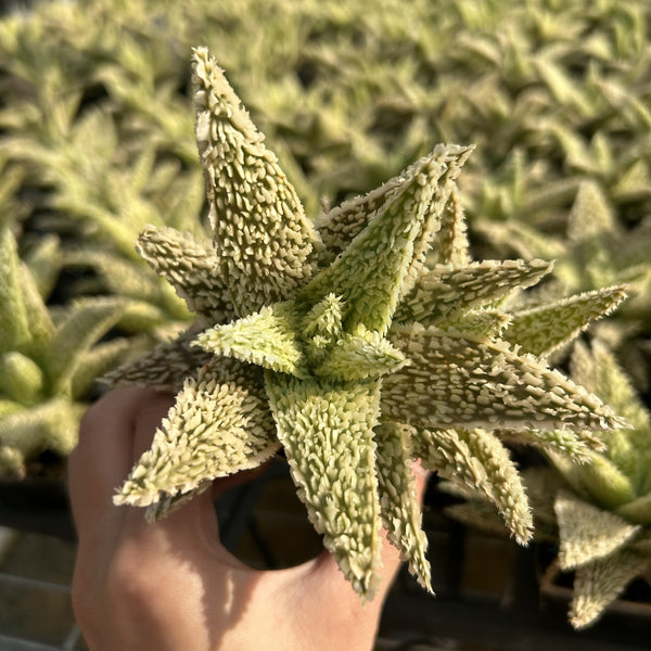 Aloe hybrid