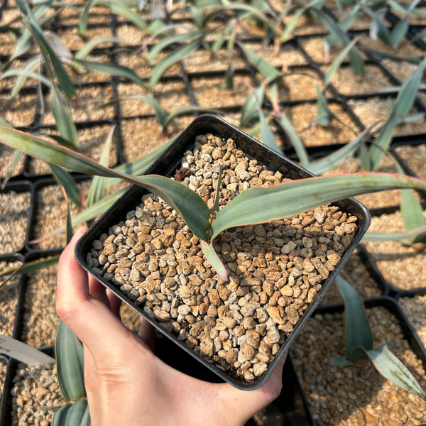 Welwitschia mirabilis - BotanicalCollector