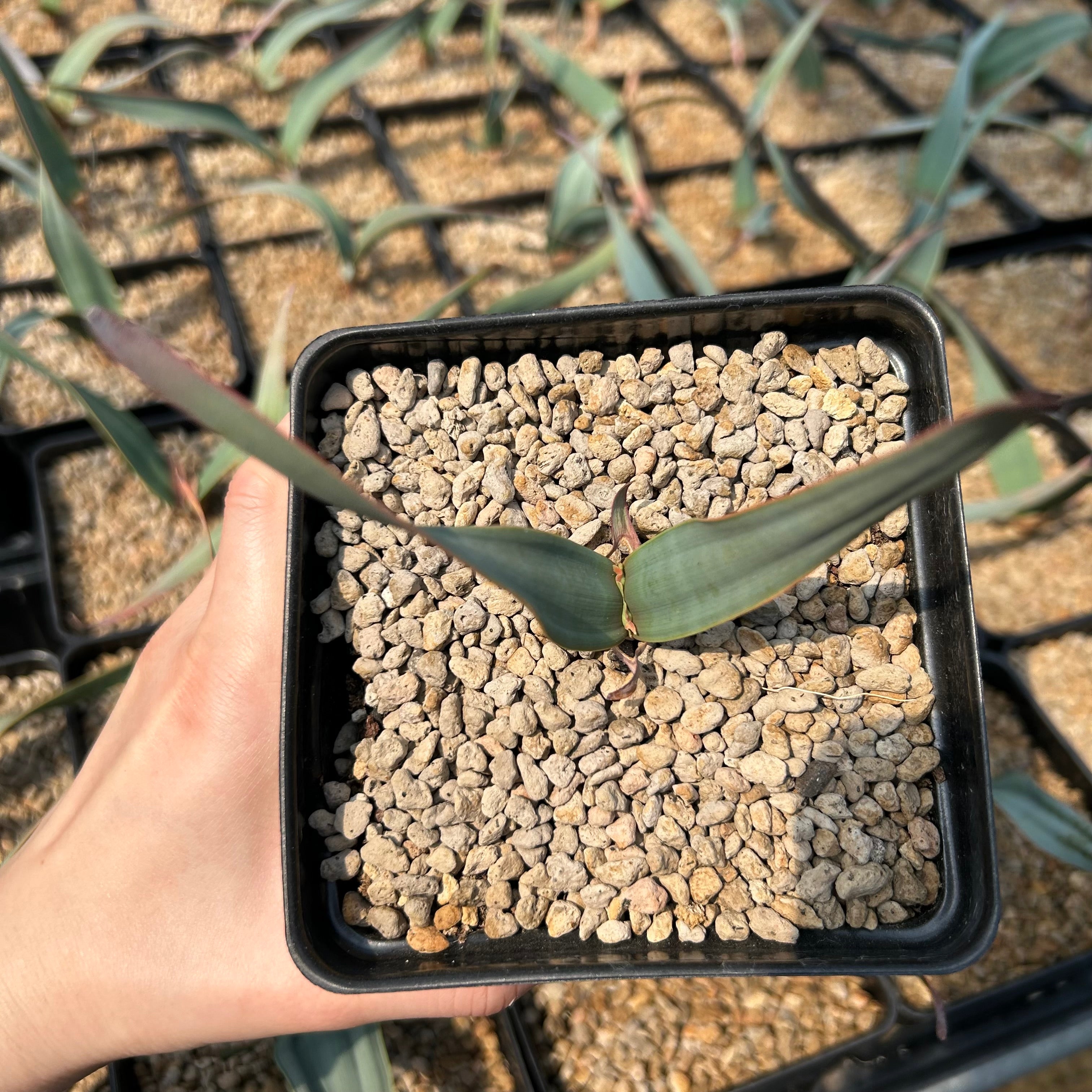Welwitschia mirabilis | Other Caudiciforms | BotanicalCollector