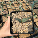 Welwitschia mirabilis-Welwitschia-Leaves 1.5–2 cm wide-image-4