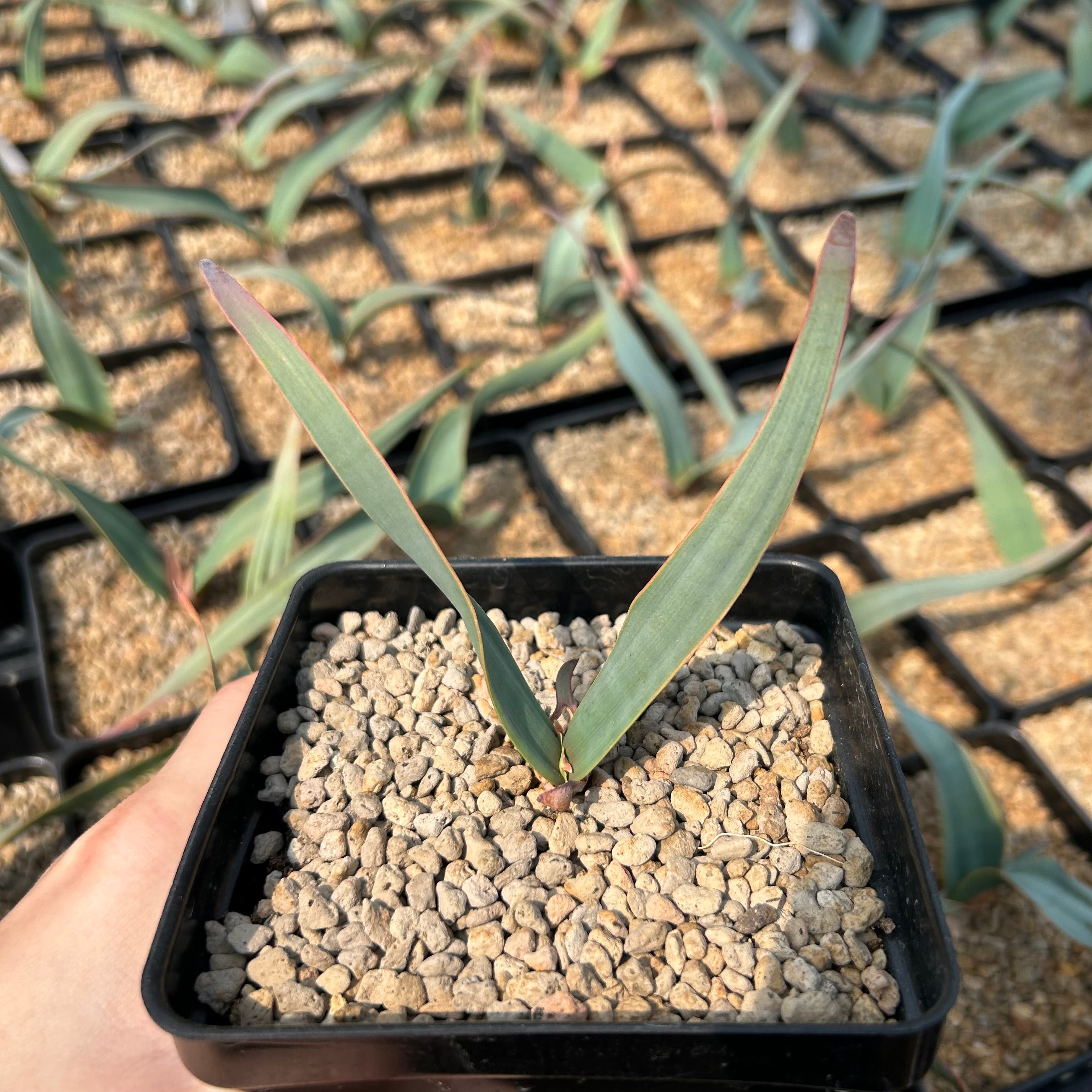 Welwitschia mirabilis | Other Caudiciforms | BotanicalCollector