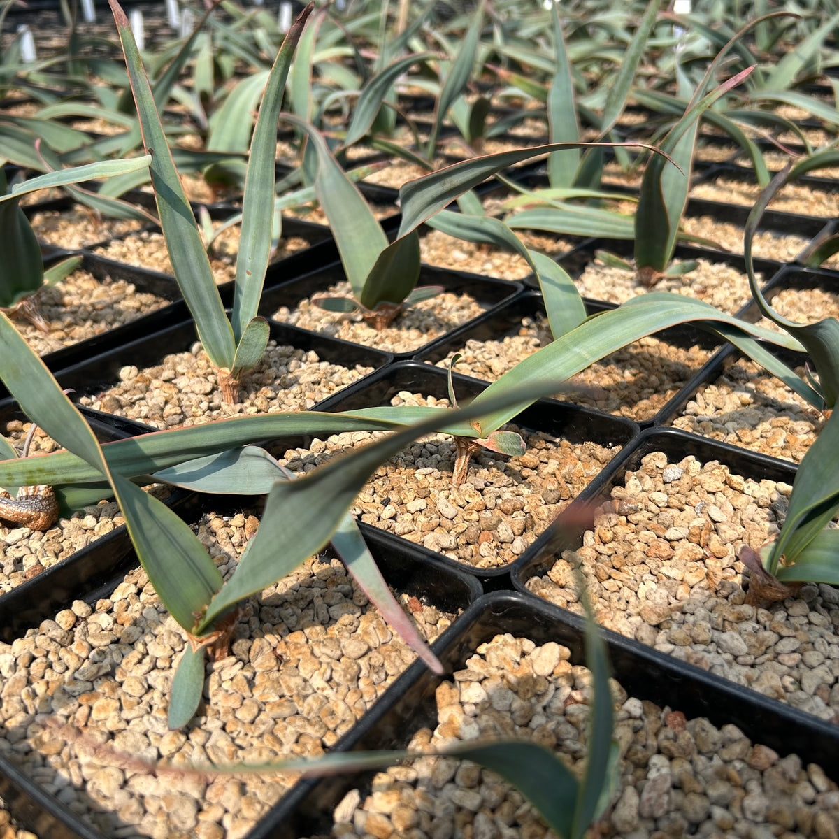 Welwitschia mirabilis-Welwitschia-Leaves 1.5–2 cm wide-image-6
