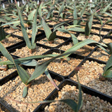 Welwitschia mirabilis-Welwitschia-Leaves 1.5–2 cm wide-image-6