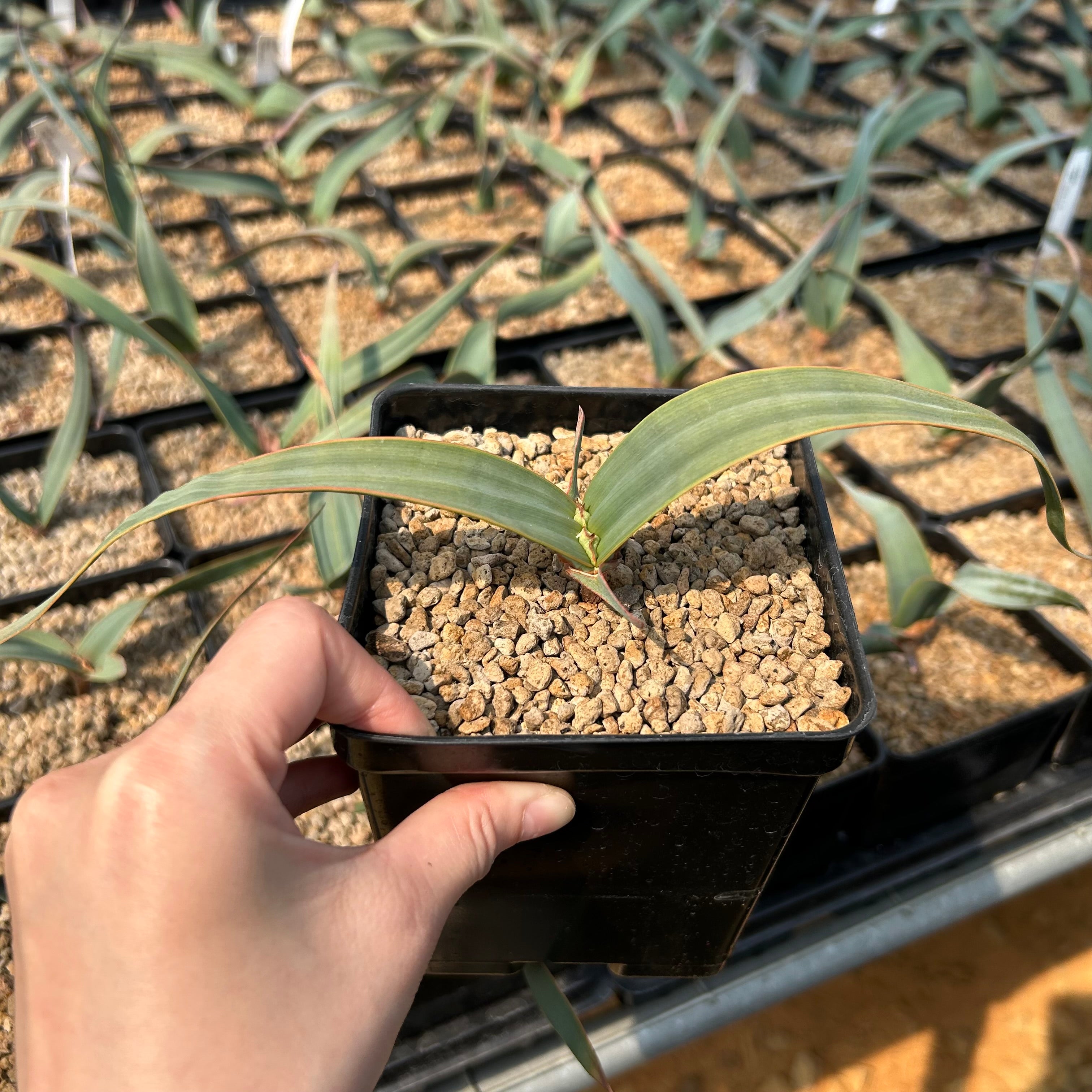 Welwitschia mirabilis | Other Caudiciforms | BotanicalCollector