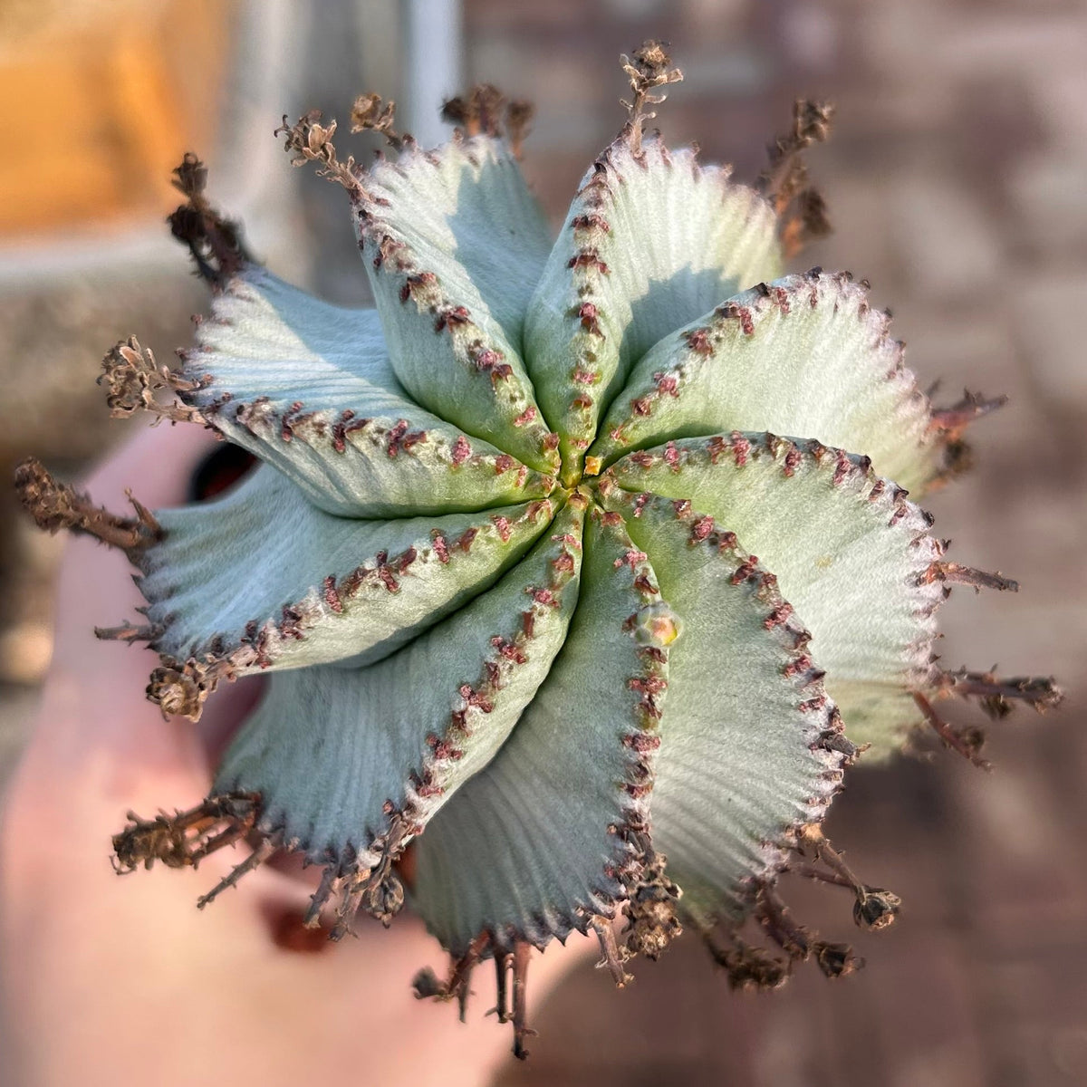 Euphorbia horrida