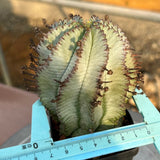 Euphorbia horrida