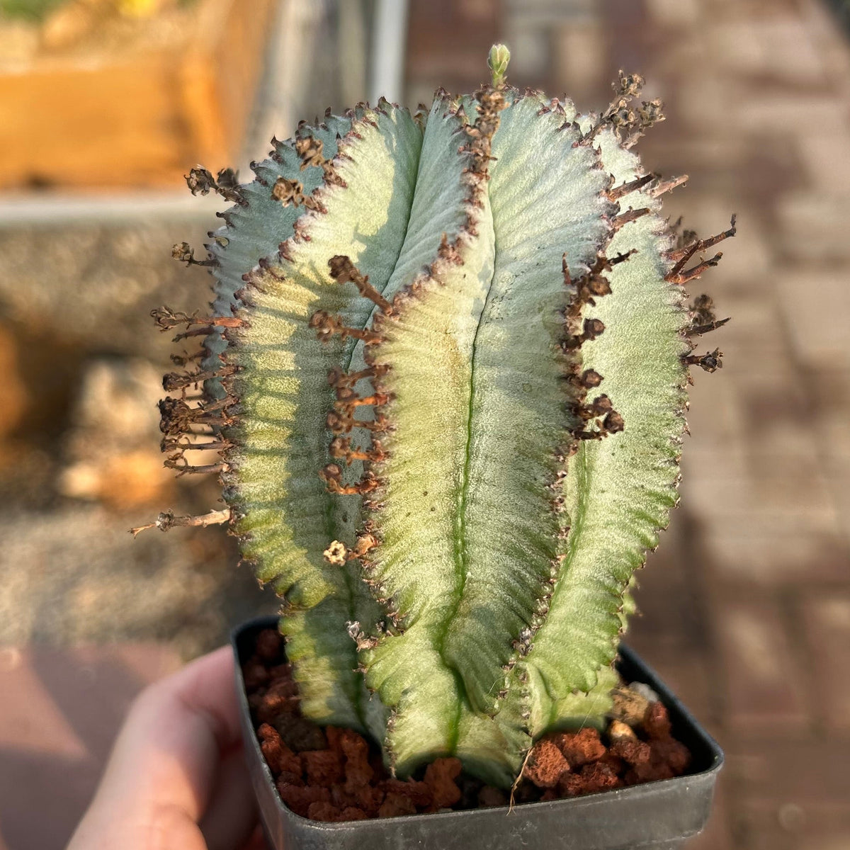 Euphorbia horrida