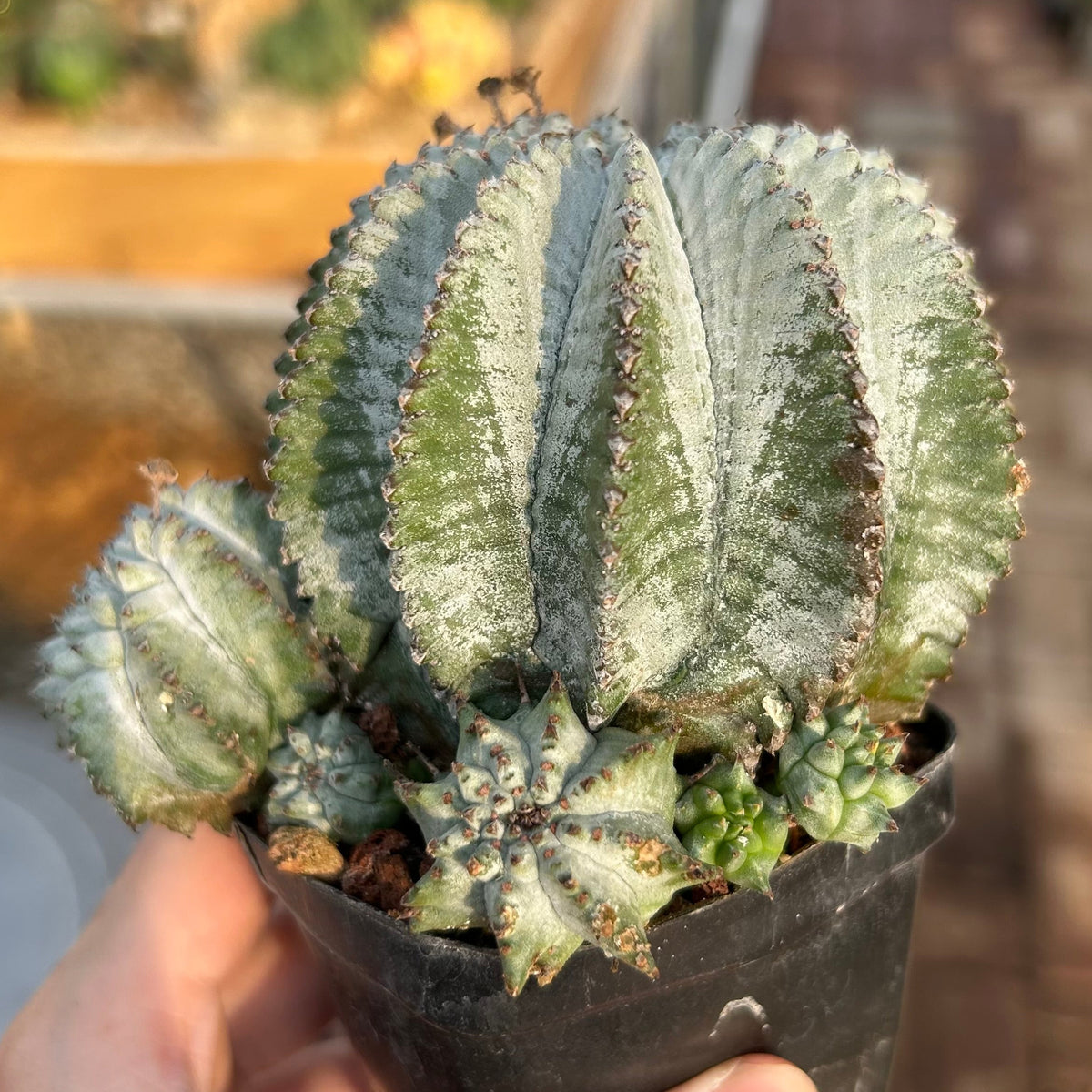 Euphorbia horrida