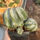 Euphorbia horrida
