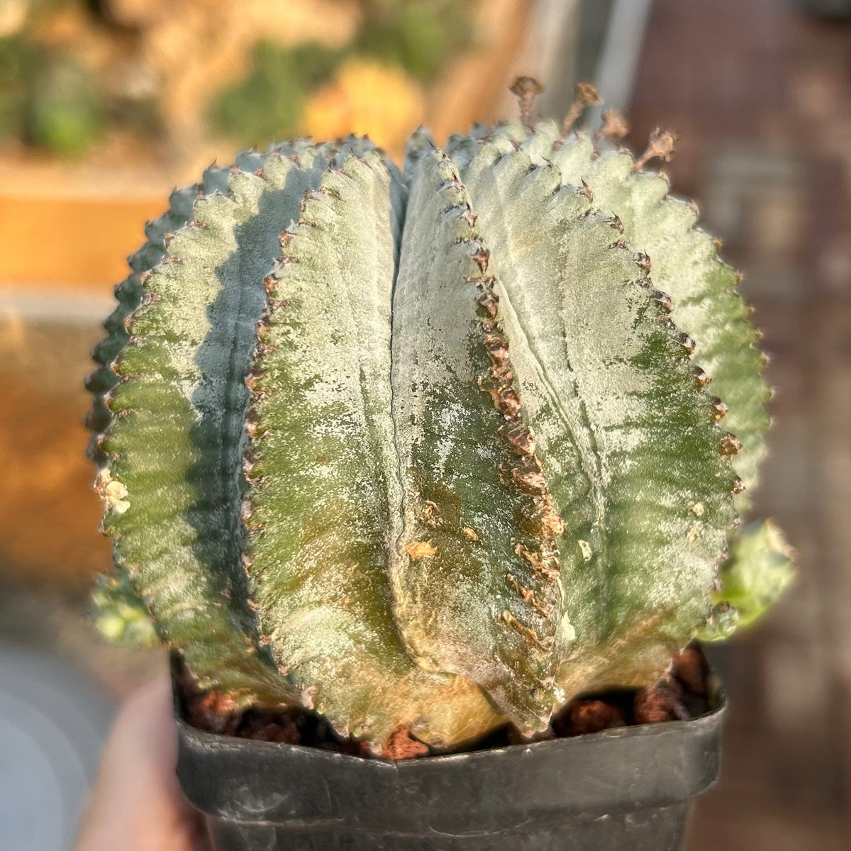 Euphorbia horrida