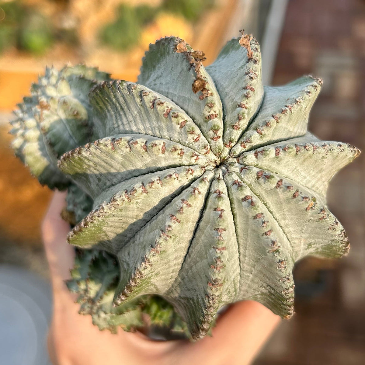 Euphorbia horrida