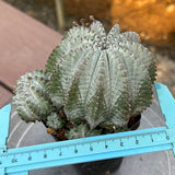 Euphorbia horrida