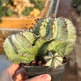 Euphorbia horrida