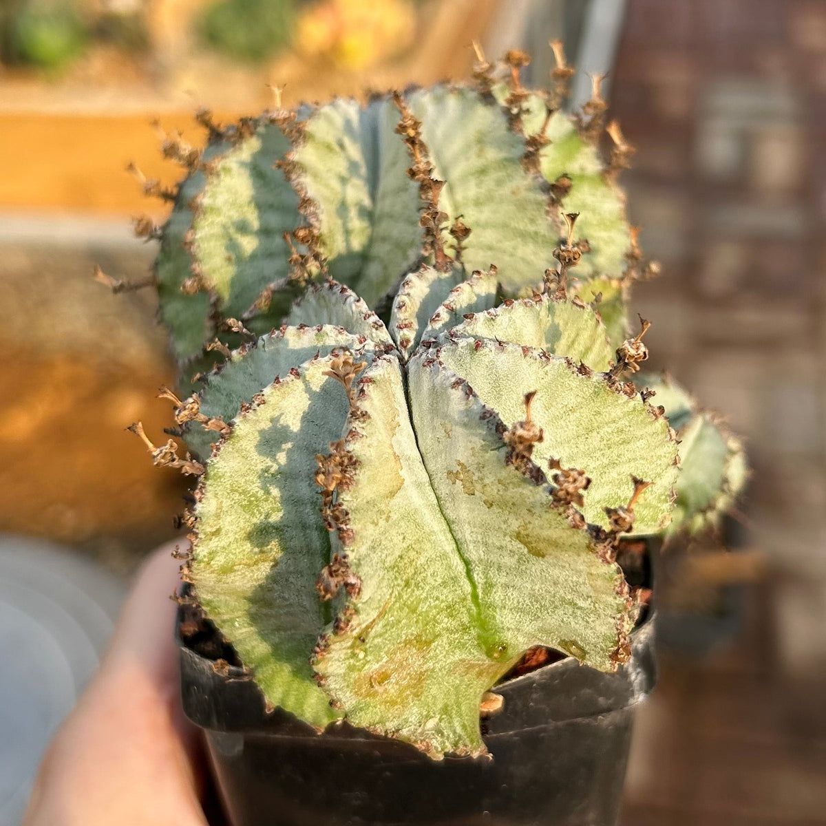 Euphorbia horrida