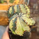 Euphorbia horrida