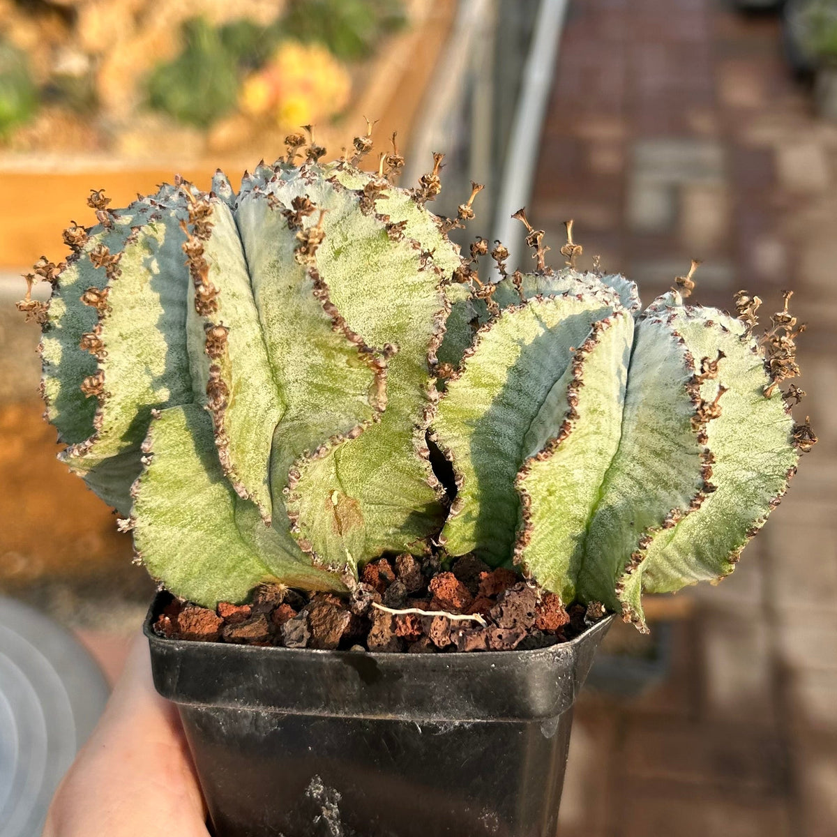 Euphorbia horrida