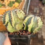 Euphorbia horrida