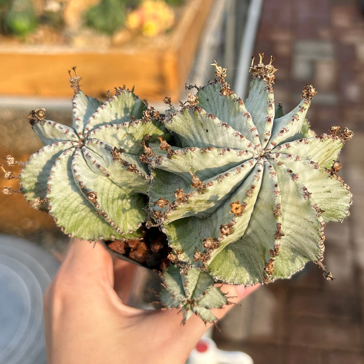 Euphorbia horrida