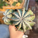 Euphorbia horrida