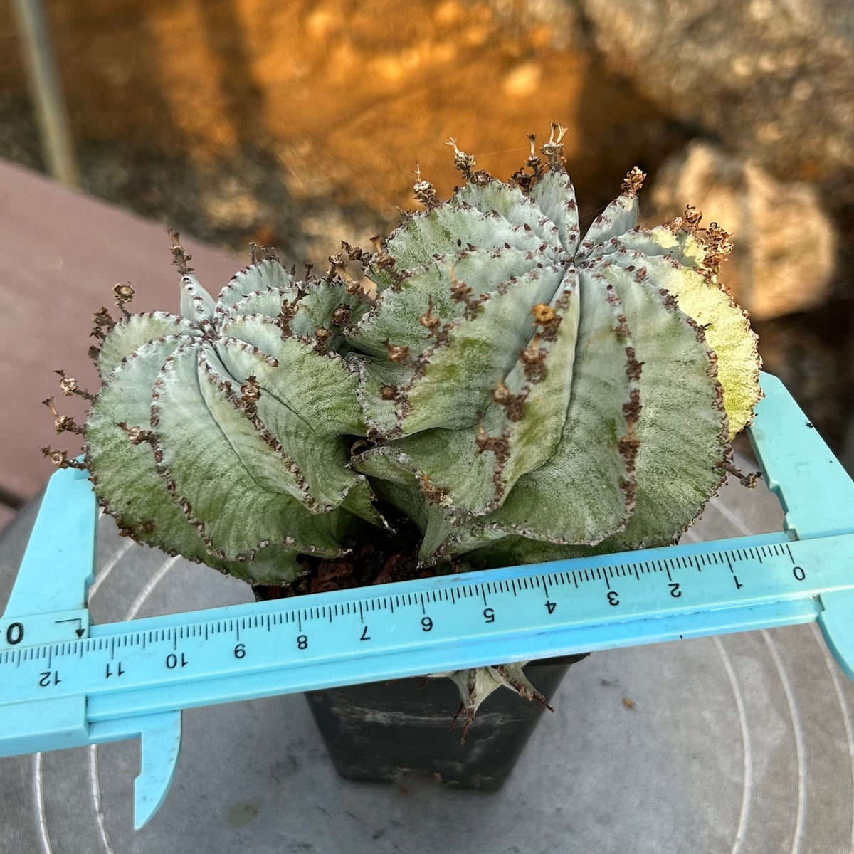 Euphorbia horrida